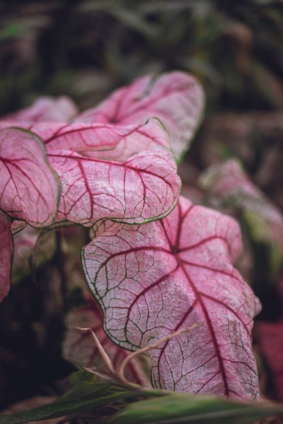 粉白叶植物